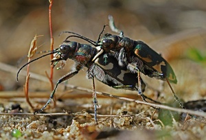 Sandlaufkäfer (Cicindela hybrida)