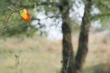 Der Herbst schaut um die (linke obere) Ecke