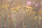 Sandstrohblumen im Abendlicht