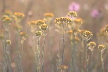 Sandstrohblumen im Abendlicht