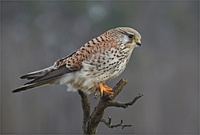Turmfalke