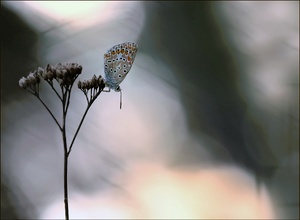 *Morgenblau*