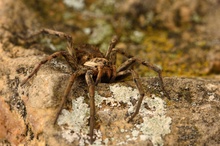 schwarzbäuchige Tarantel