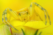 Spinne in Gelb
