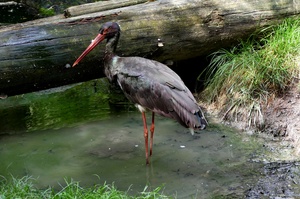 Ciconia nigra