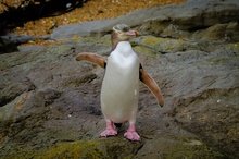 Hoiho oder Yellow- eyed Penguin