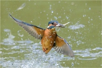 Eisvogel