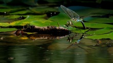 Anax Imperator