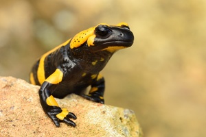 Feuersalamander