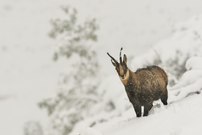 Früher Wintereinbruch II