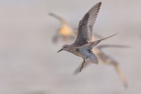 Landeanflug