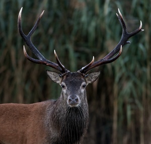 Festbrennweite nicht immer gut