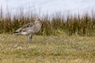 Grosser Brachvogel