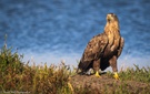 Seeadler im Koog