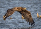 Seeadler im Überflug