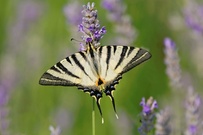 Lavendel-Liebhaber