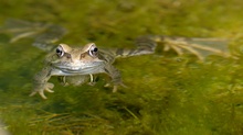 Grasfrosch