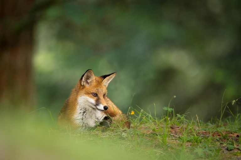 Friedvoller Fuchs