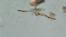 Regenbrachvogel im Anflug