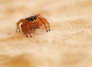 Mittelmeersichelspringer 'Evarcha jucunda' (Weibchen) '22