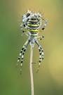Eine Wespenspinne
