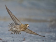 Goldie im Anflug