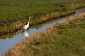 Silberreiher auf der Jagd
