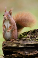 Neues vom Hof-Eichhörnchen (Sciurus vulgaris)