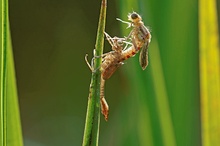 Frühe Adonislibelle beim Schlupf