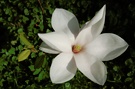Magnolie