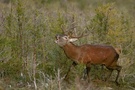 Hirschbrunft
