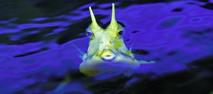 Kuhkofferfisch