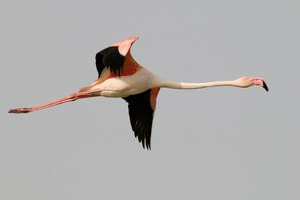 Un flamant de la Camargue...