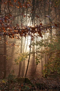 Zwielicht im Herbstwald