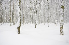 Stille im Winterwald