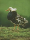 Dolle Vögel (2)...