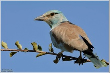 Blauracke (Coracias garrulus)