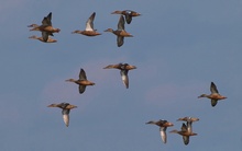 Löffelenten im Flug (Anas Clypeata)