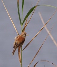 Beutelmeise (Remiz Pendulinus) Junior