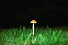 Pilz im Gras