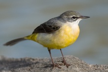 Kanarische Gebirgsbachstelze