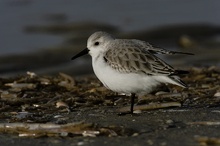 Sanderling