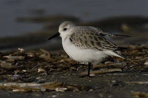 Sanderling