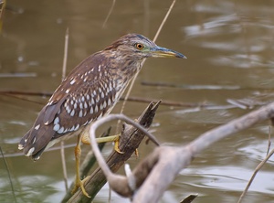 Nachtreiher Junior (Nycticorax Nycticorax)