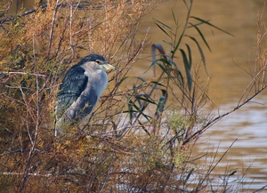 Nachtreiher (Nycticorax Nycticorax)