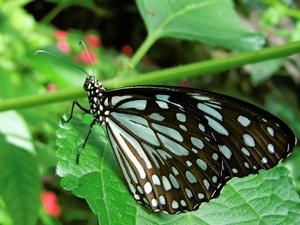 Schmetterling