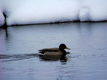 Entenvogel (Stockente/Männlich)