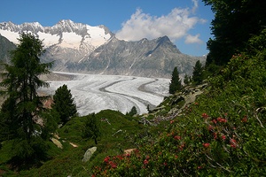 Aletschgletscher mit Alpenrosen