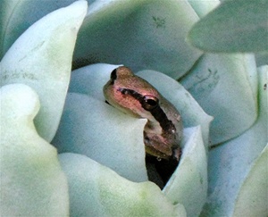 sehr junger, neugieriger Laubfrosch