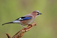 Eichelhäher (Garrulus glandarius)